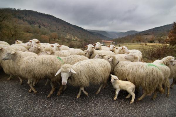 sheep-flock